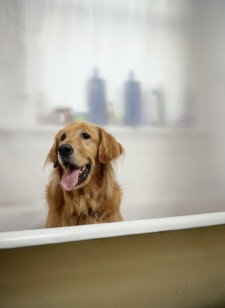 Dog in the bath tub